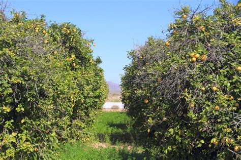 Albero Del Frutteto Del Pompelmo Immagine Stock Immagine Di