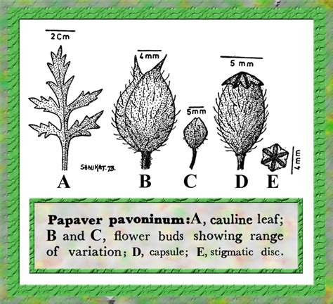 Papaver pavoninum in Flora of Pakistan @ efloras.org