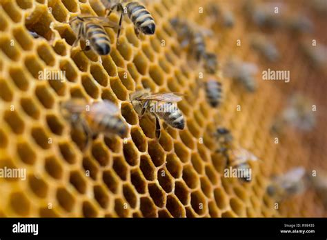 Honey Bees On A Honeycomb Inside Beehive Hexagonal Wax Structure With