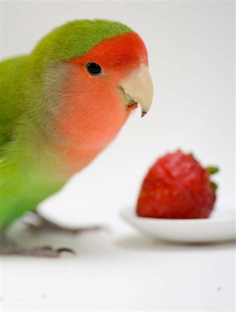 What Can Lovebirds Eat 20 Household Foods For Your Bird Psittacology