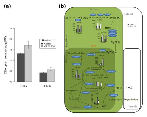 Regulation Of The Chlorophyll Biosynthetic And Catabolic Pathways In