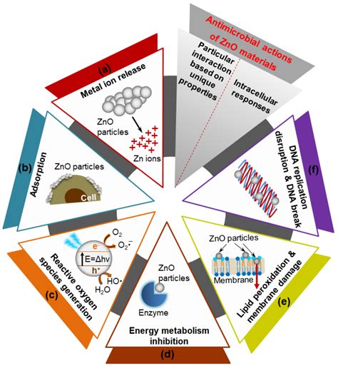 Nanomaterials Free Full Text Antimicrobial Activity Of Zinc Oxide