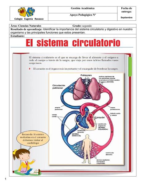 Ejercicio Interactivo De El Sistema Circulatorio Para Puedes Hacer