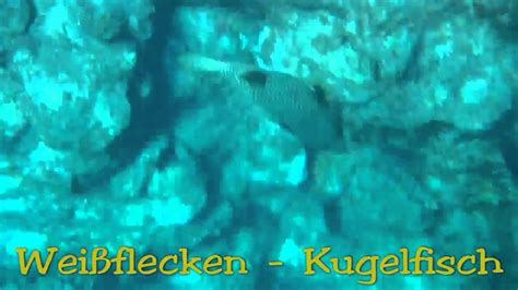 Fische Des Roten Meeres Wei Flecken Kugelfisch Youtube