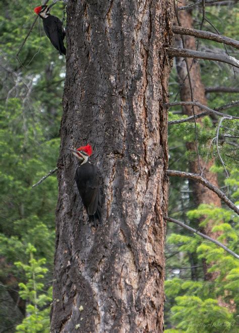 Pileated Woodpeckers On Our Second Day In Jasper It Was A Flickr