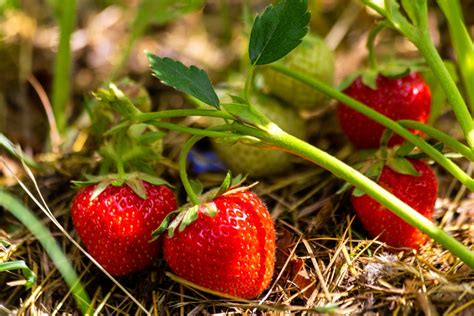 Wie Sie Jetzt Erdbeeren Im Garten Pflanzen Und Viele Früchte Wachsen