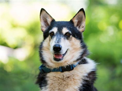 Huskycollie Mix Named Link Ready For Adoption New Canaan Ct Patch