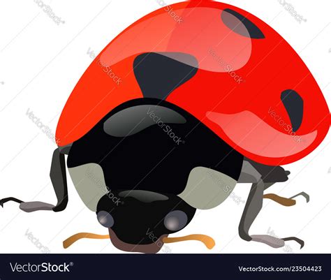 Set Of Hand Drawn Ladybugs Ladybirds Royalty Free Vector