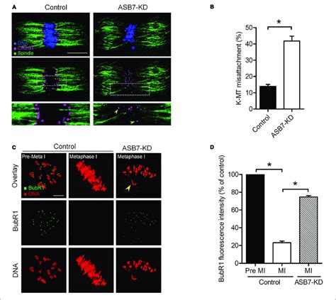 Loss Of Asb In Oocytes Impairs Kinetochore Microtubule K Mt