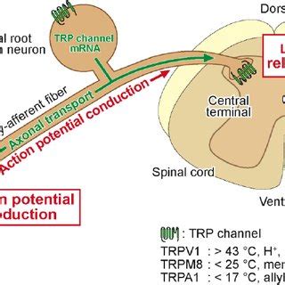 Schematic Diagram Illustrating What Roles Transient Receptor Potential