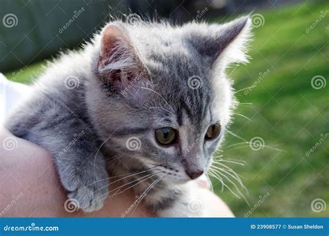 Grey Striped Baby Kitten Stock Image Image Of Eyes Doors 23908577