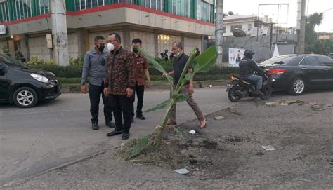 Pohon Pisang Ditanam Di Jalan Walikota Cilegon Langsung Turun Lapangan