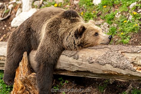 Tiere Europas Manfred Stutz Naturfotografie Wildfoto Ch