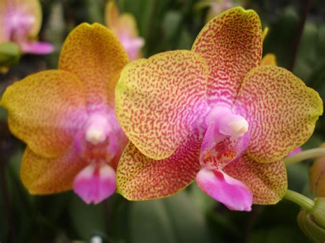 P Gan Lin Royal Yellow Orange Phalaenopsis Orchis Floriculturing Inc