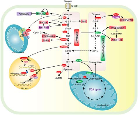 Glycolysis Gluconeogenesis Cancer