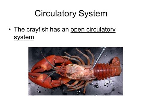 Describe The Circulatory System Of A Crayfish