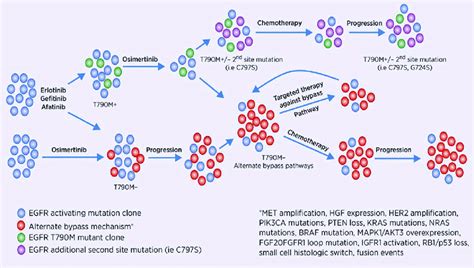 Clonal Evaluation Of Egfr Mutant Lung Cancer During Therapy Visual Download Scientific Diagram