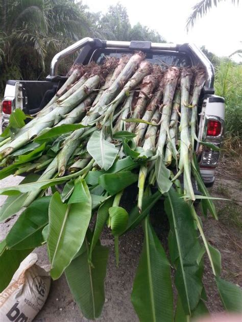 Kawasan Tanaman Pisang Di Malaysia Petani Rugi Besar 18 000 Pokok