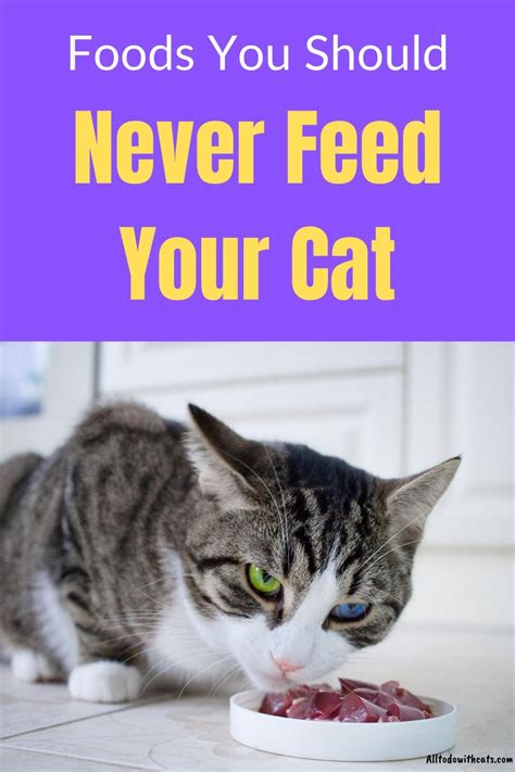 What Foods Are Bad For Cats How To Prevent Your Kitty Eating Them