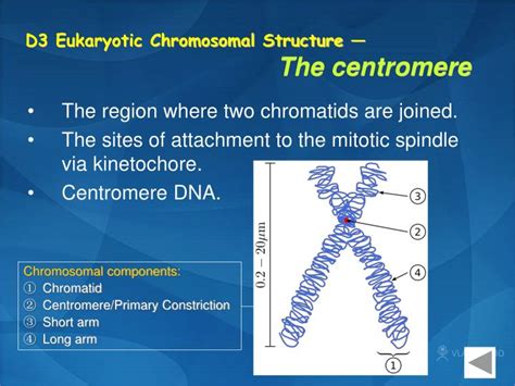 Ppt Section D Prokaryotic And Eukaryotic Chromosome Structure Powerpoint Presentation Id