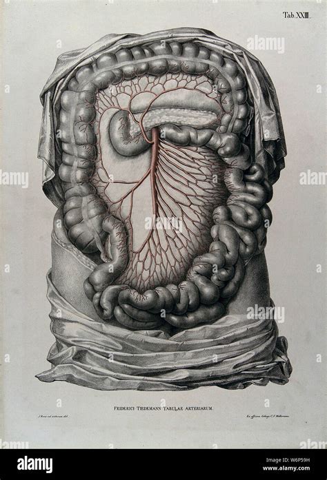 Mesentery High Resolution Stock Photography and Images - Alamy