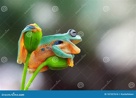 Tree Frog Flying Frog Javan Tree Frog Wallace Stock Photo Image Of