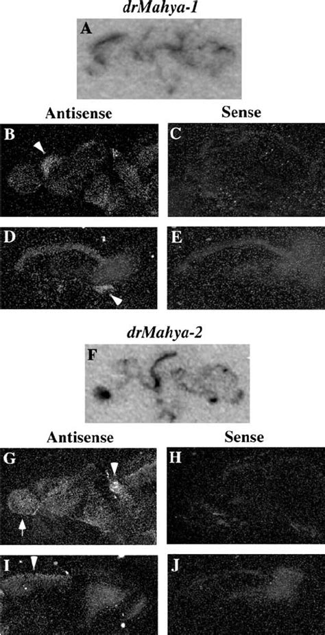 Expression Of Zebra Fish Mahya Orthologues In The Brain The Expression