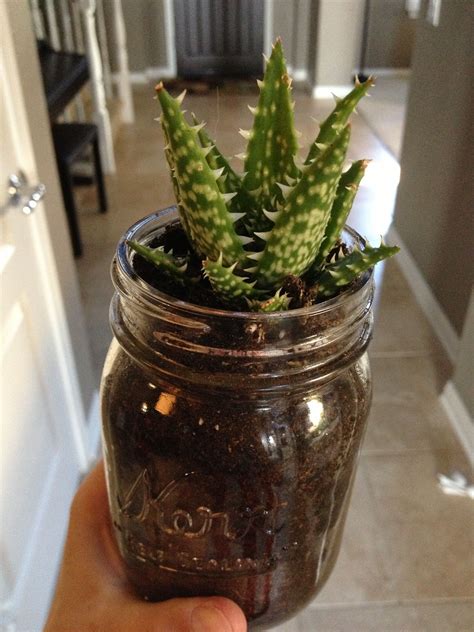 2 Succulent From Home Depot And 2 Mason Jar From Michaels 4 Plant