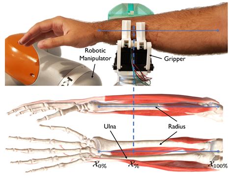 Dataset with Tactile and Kinesthetic Information from a Human Forearm
