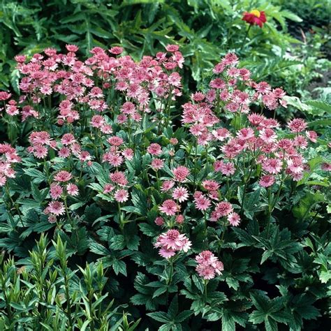 Astrantia Major Roma Zeeuws Knoopje Vaste Tuinplanten