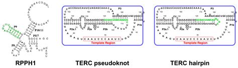 Ijms Free Full Text Many Functions Of Telomerase Components