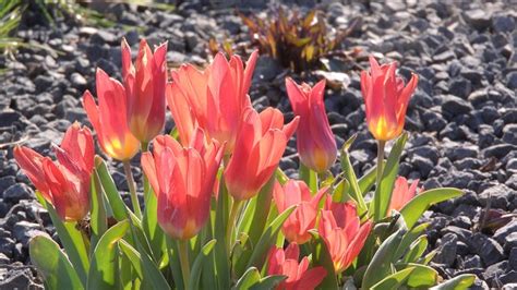 Tulipa Jardins Cama Foto Gratuita No Pixabay Pixabay