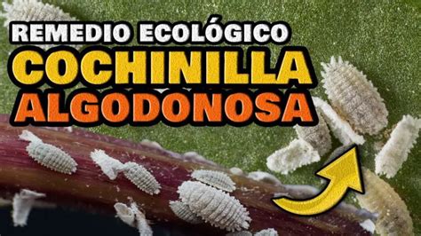 Insecticidas Para La Cochinilla Algodonosa Actualizado Noviembre