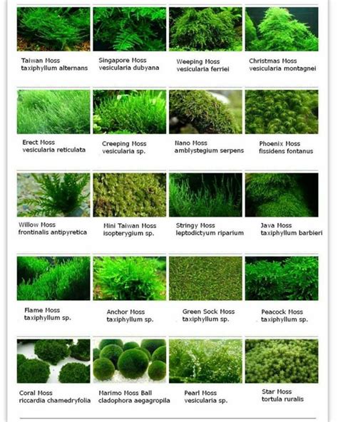 Aquarium Landscape Freshwater Aquarium Plants Freshwater Plants