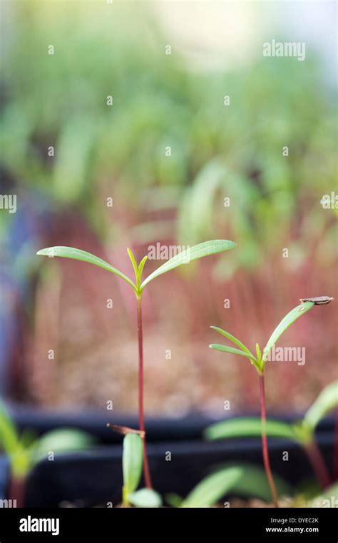 Cosmos Bipinnatus Antiquity Hi Res Stock Photography And Images Alamy