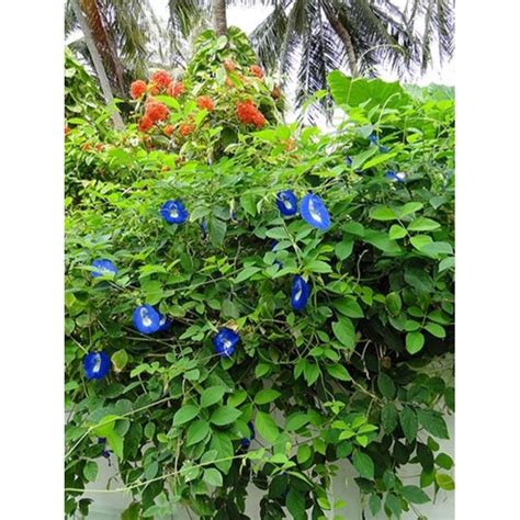 碟豆花 蓝花 butterfly pea flower Shopee Malaysia