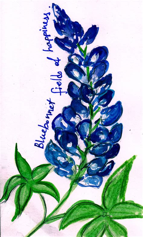 Bluebonnets Drawing At Getdrawings Free Download