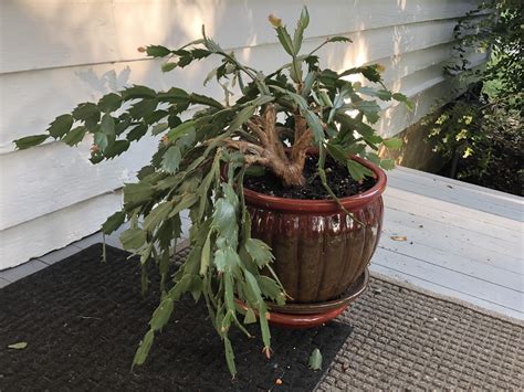 My Grandmothers Christmas Cactus Its A 50 Year Old Cutting Of A