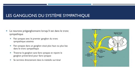 Le Syst Me Nerveux V G Tatif Cartes Quizlet