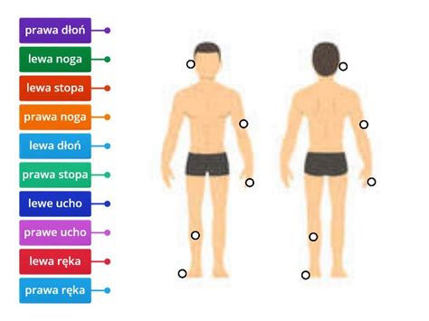 Prawa i lewa strona ciała Rysunek z opisami