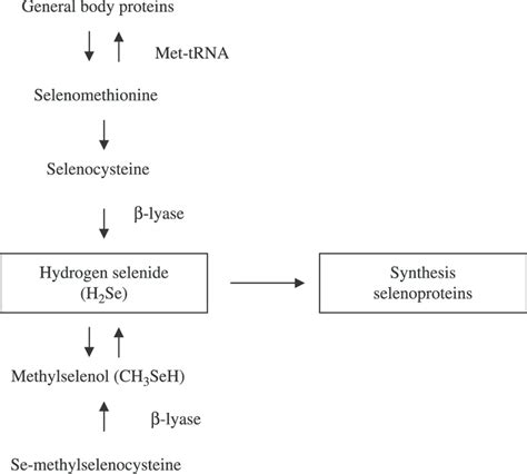 Flow Of Selenomethionine And Other Se Containing Compounds In The