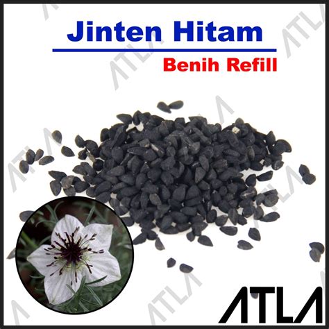 Jual Benih Jinten Hitam Biji Jintan Habbatussauda Seed Bibit Tanaman