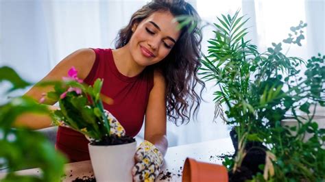 Cuáles Son Las 3 Plantas Que Debes Tener En Tu Jardín Para Atraer La