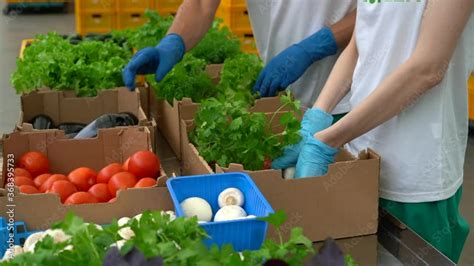 Workers Putting Fresh Vegetables In Boxes During Working Day At Agro