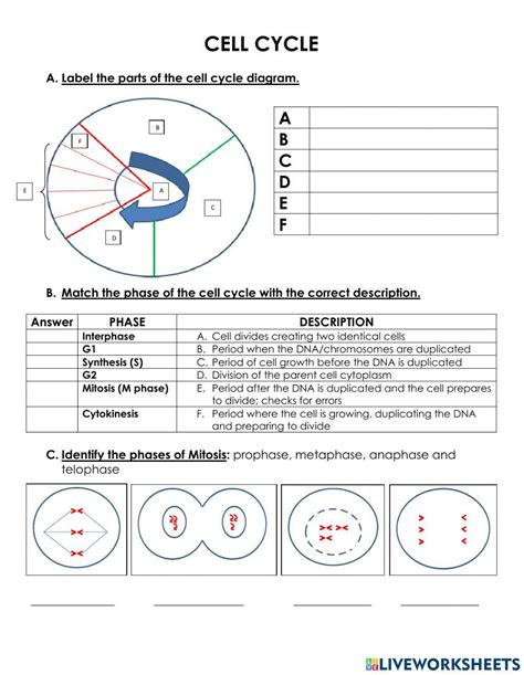 The Cell Cycle Worksheet Online Exercise For Live Worksheets