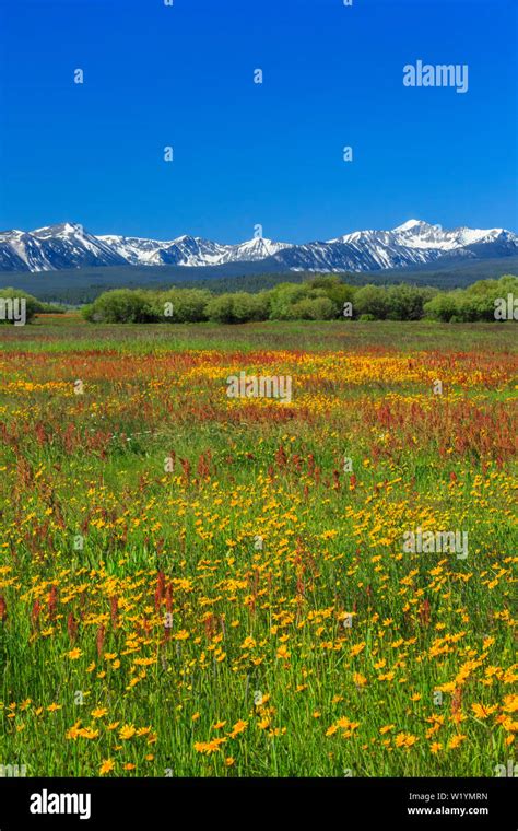 Wildflowers In A Meadow Of The Big Hole Valley Below The Beaverhead