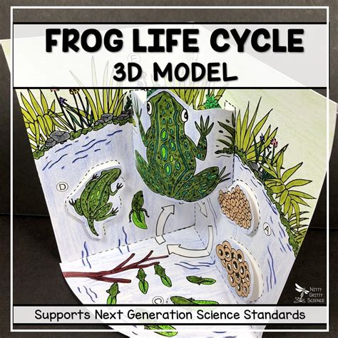 Frog Life Cycle Model D Model Nitty Gritty Science