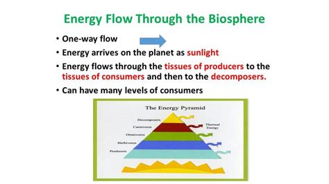 Energy Pyramid Energy Flow Pyramids