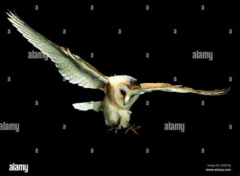 Barn Owl High Speed Photograph Of A European Barn Owl Tyto Alba