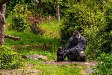 Insiders Guide Lesser Known Facts About Gorilla Behavior And Habitat